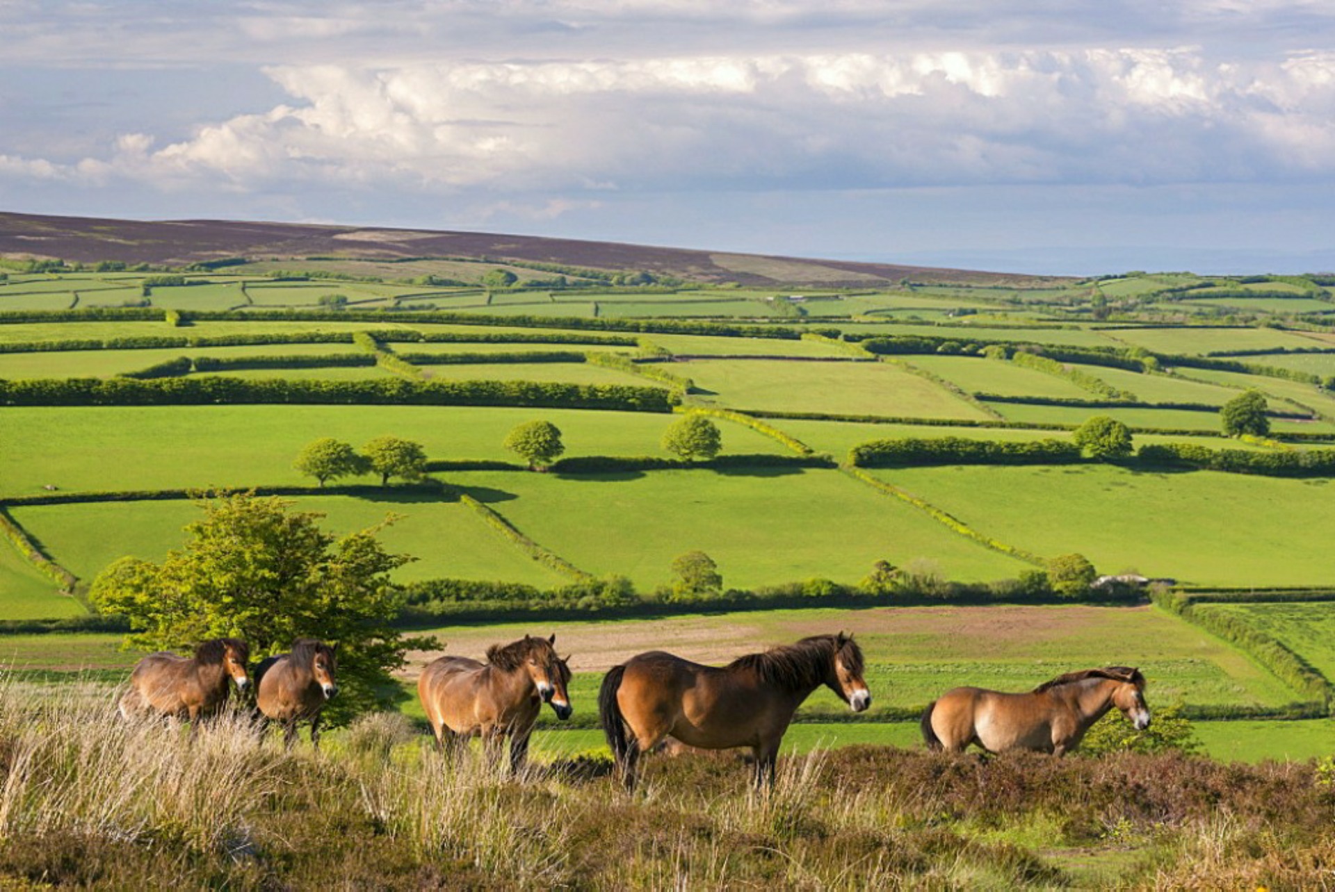Exmoor ponies grazing nearby